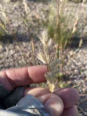 Shortleaf woollygrass(Erioneuron avenaceum)