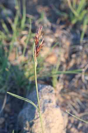 Shortleaf woollygrass(Erioneuron avenaceum)