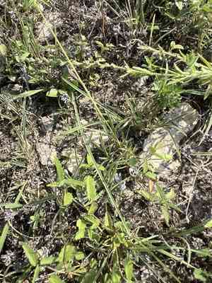 Hairy woolly grass(Erioneuron pilosum)