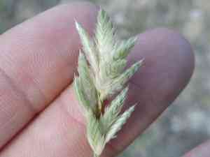 Hairy woolly grass(Erioneuron pilosum)