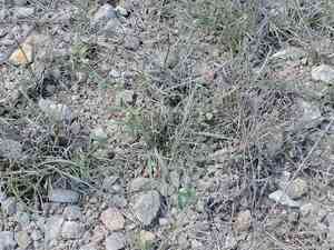 Hairy woolly grass(Erioneuron pilosum)
