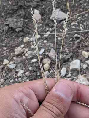 Hairy woolly grass(Erioneuron pilosum)