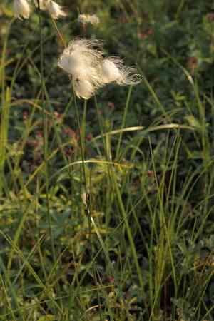 Cotton grass(Eriophorum angustifolium)