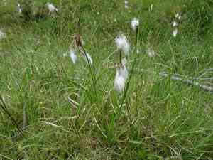 Cotton grass(Eriophorum angustifolium)