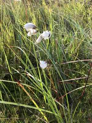 Cotton grass(Eriophorum angustifolium)