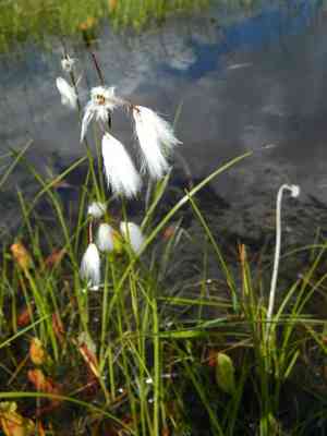 Cotton grass(Eriophorum angustifolium)