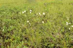 Northland cottonsedge(Eriophorum brachyantherum)