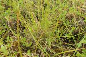 Northland cottonsedge(Eriophorum brachyantherum)