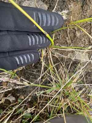 Northland cottonsedge(Eriophorum brachyantherum)
