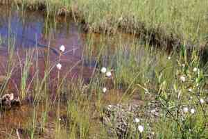 Northland cottonsedge(Eriophorum brachyantherum)
