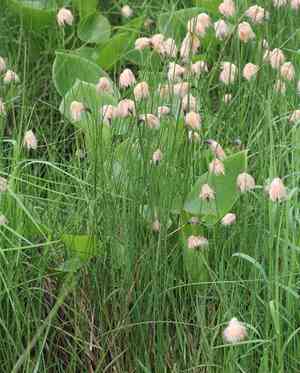 Chamisso's cottongrass(Eriophorum chamissonis)
