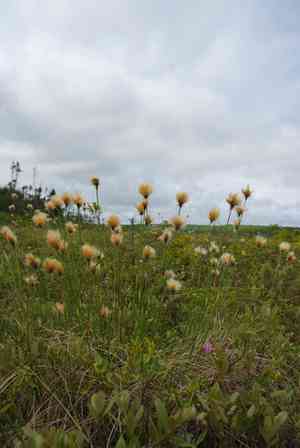 Chamisso's cottongrass(Eriophorum chamissonis)