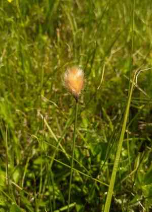 Chamisso's cottongrass(Eriophorum chamissonis)