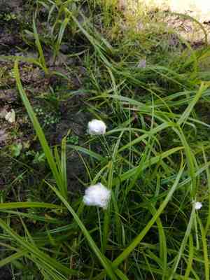 Chamisso's cottongrass(Eriophorum chamissonis)