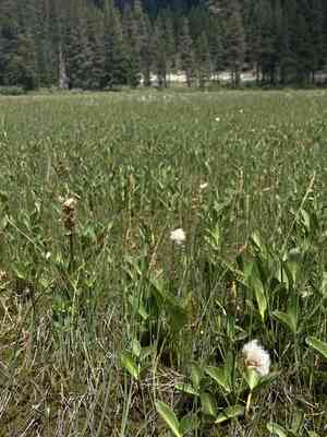 Slender cotton-grass(Eriophorum gracile)