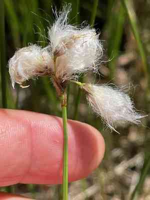 Slender cotton-grass(Eriophorum gracile)