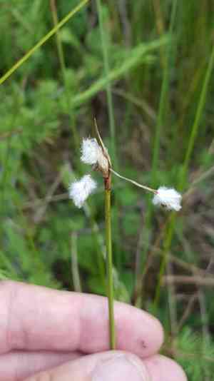 Slender cotton-grass(Eriophorum gracile)