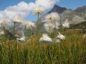 Scheuchzer's cotton-grass(Eriophorum scheuchzeri)