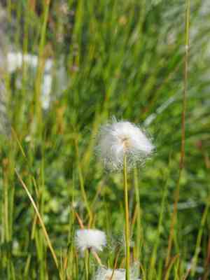 Scheuchzer's cotton-grass(Eriophorum scheuchzeri)