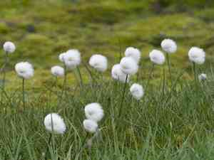 Scheuchzer's cotton-grass(Eriophorum scheuchzeri)