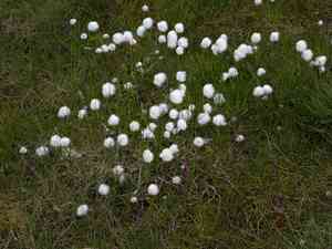 Scheuchzer's cotton-grass(Eriophorum scheuchzeri)
