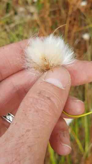 Tawny cottongrass(Eriophorum virginicum)