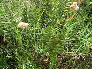 Tawny cottongrass(Eriophorum virginicum)