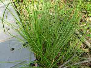 Tawny cottongrass(Eriophorum virginicum)