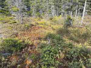 Tawny cottongrass(Eriophorum virginicum)
