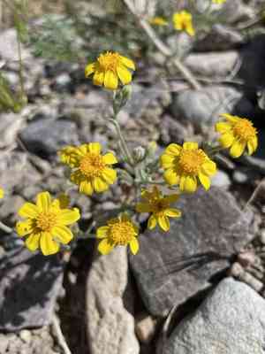 Beautiful woolly sunflower(Eriophyllum ambiguum)