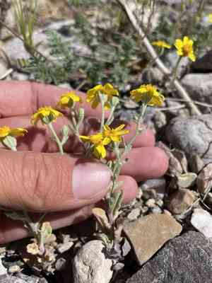 Beautiful woolly sunflower(Eriophyllum ambiguum)