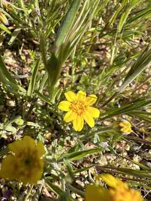 Beautiful woolly sunflower(Eriophyllum ambiguum)