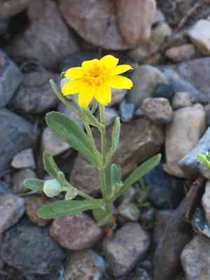 Beautiful woolly sunflower(Eriophyllum ambiguum)
