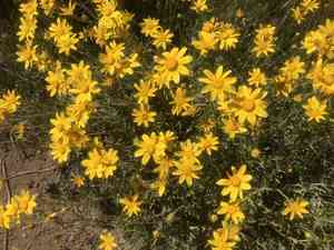 Common Woolly Sunflower(Eriophyllum lanatum)