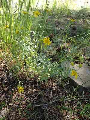 Common Woolly Sunflower(Eriophyllum lanatum)