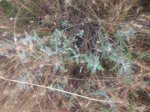 Common Woolly Sunflower(Eriophyllum lanatum)