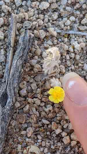 Woolly daisy(Eriophyllum wallacei)