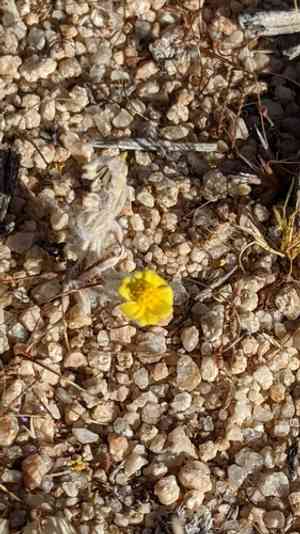 Woolly daisy(Eriophyllum wallacei)