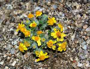 Woolly daisy(Eriophyllum wallacei)