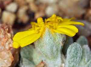 Woolly daisy(Eriophyllum wallacei)