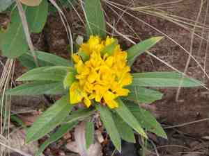 Sand pea (Eriosema)(Eriosema)