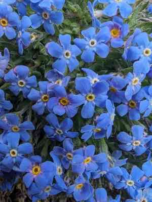 King of the alps(Eritrichium nanum)