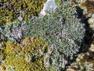 King of the alps(Eritrichium nanum)