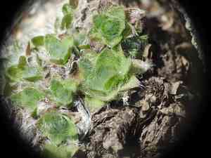 King of the alps(Eritrichium nanum)
