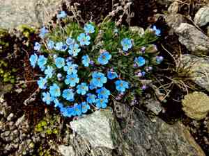 King of the alps(Eritrichium nanum)