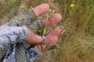 Shortfruit stork's bill(Erodium brachycarpum)