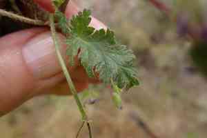 Shortfruit stork's bill(Erodium brachycarpum)