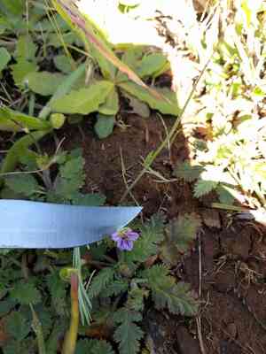 Shortfruit stork's bill(Erodium brachycarpum)