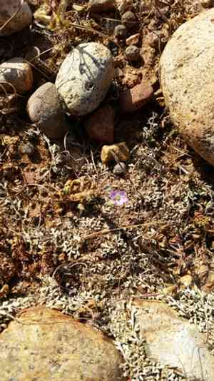 Shortfruit stork's bill(Erodium brachycarpum)