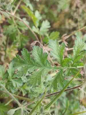 Common stork's bill(Erodium ciconium)